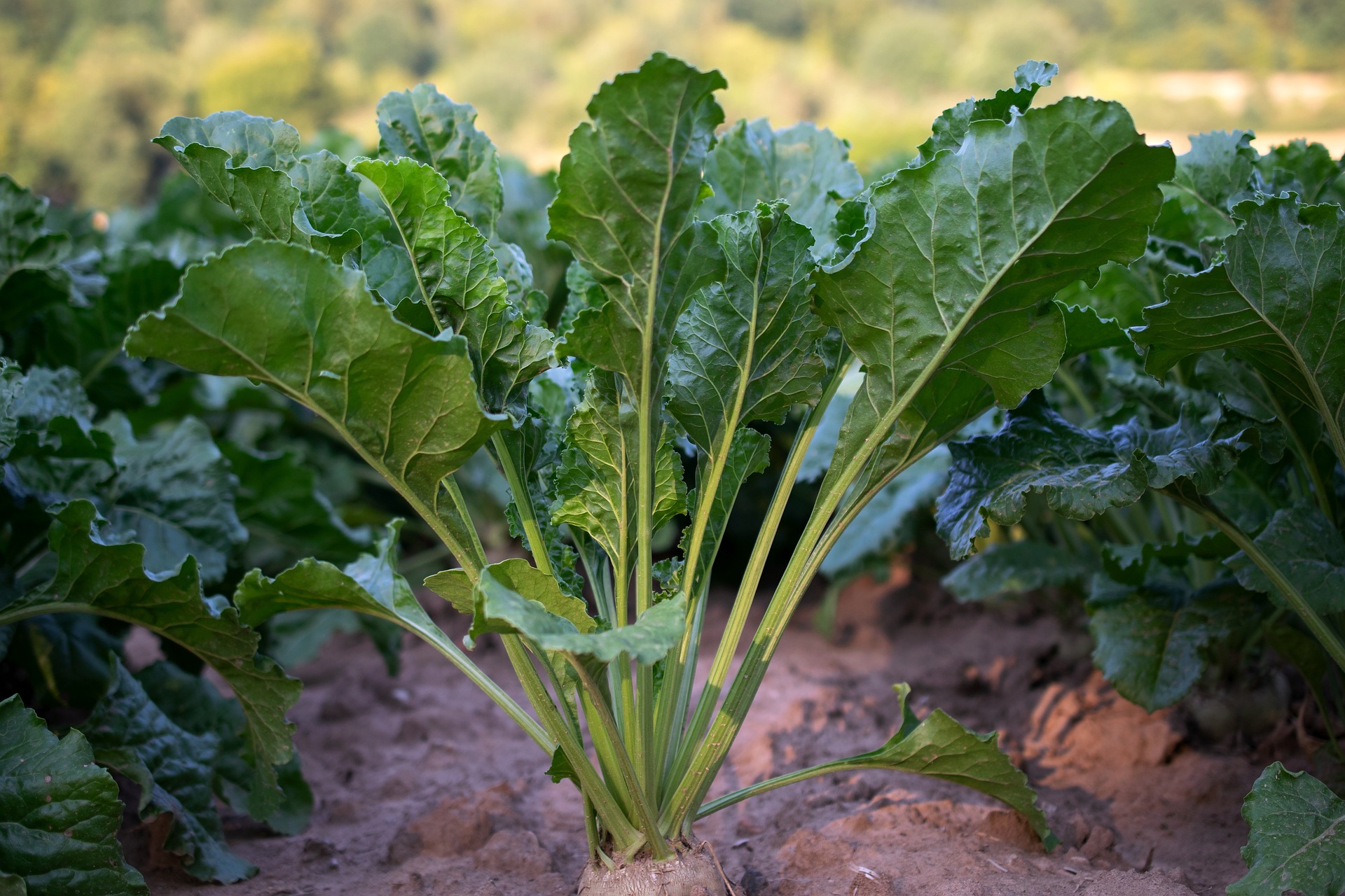 A Patch-Image Based Classification Approach for Detection of Weeds in Sugar Beet Crop