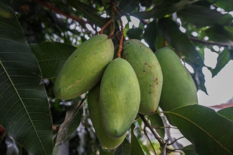 Mango maturity classification instead of maturity index estimation: A new approach towards handheld NIR spectroscopy