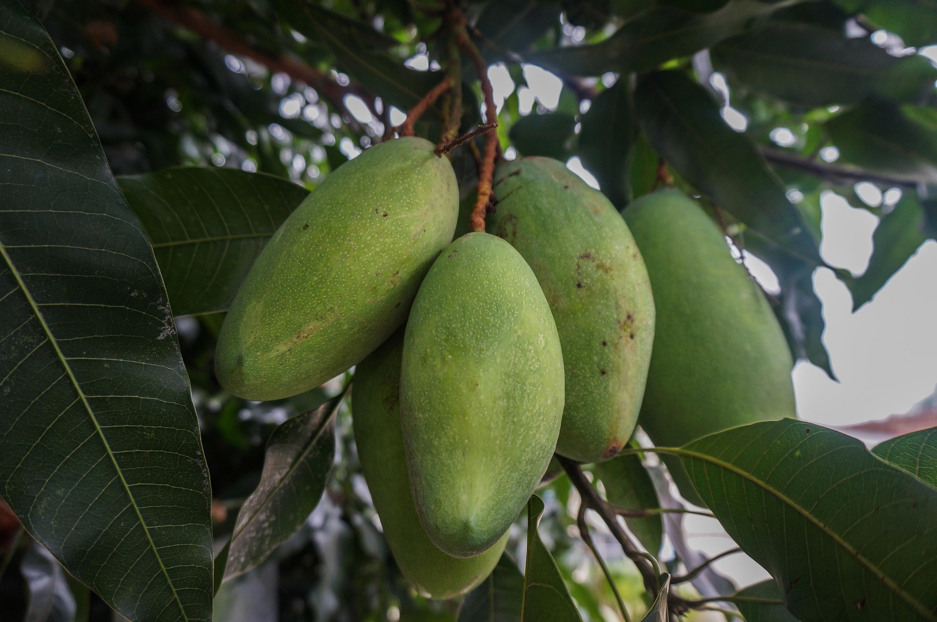 Mango maturity classification instead of maturity index estimation: A new approach towards handheld NIR spectroscopy