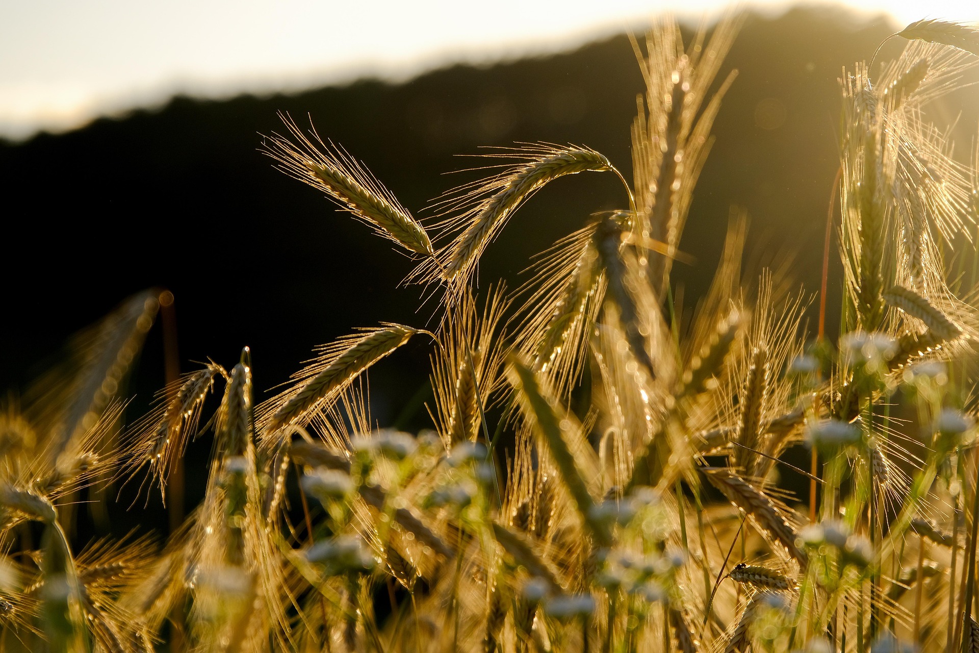 A W-shaped convolutional network for robust crop and weed classification in agriculture