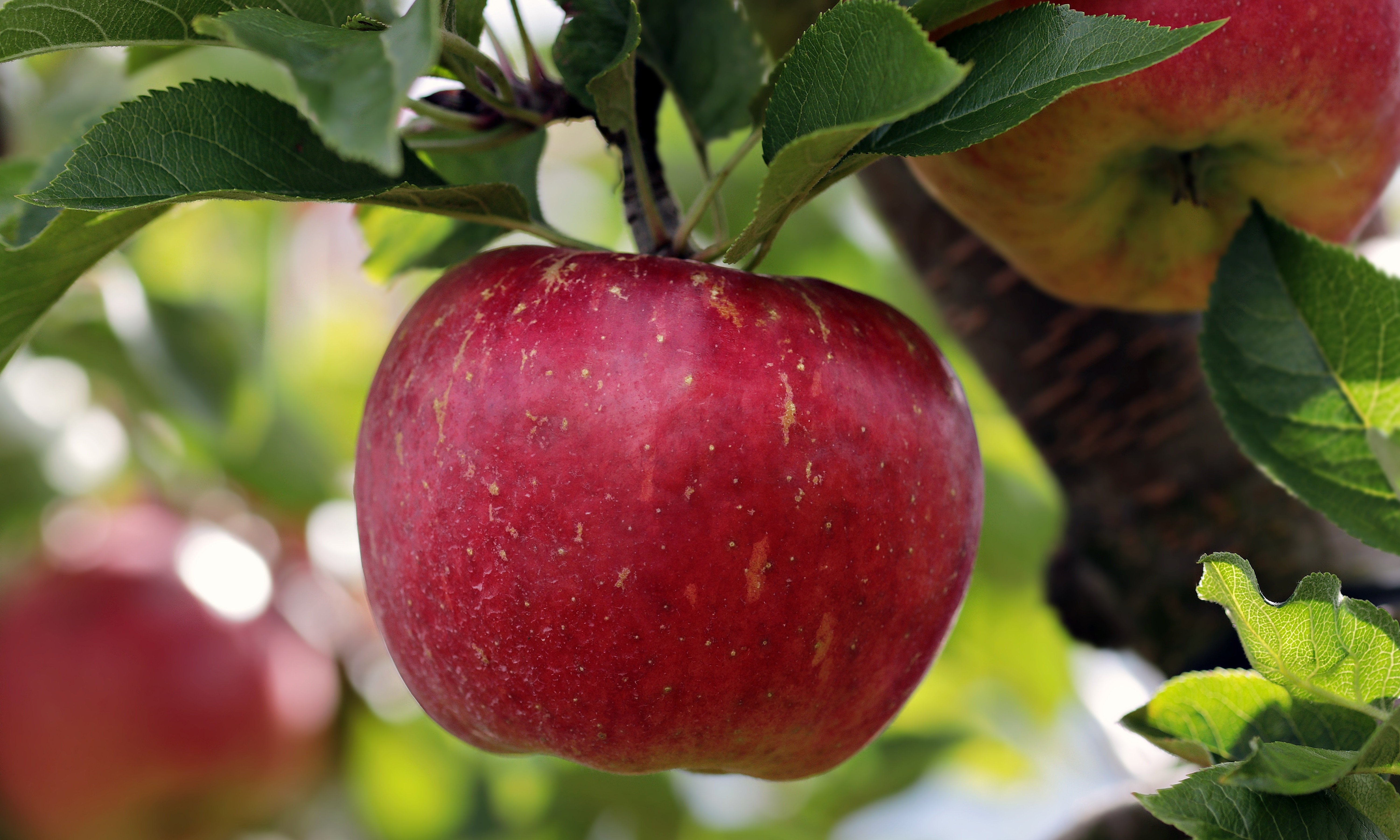 Towards fruit maturity estimation using NIR spectroscopy