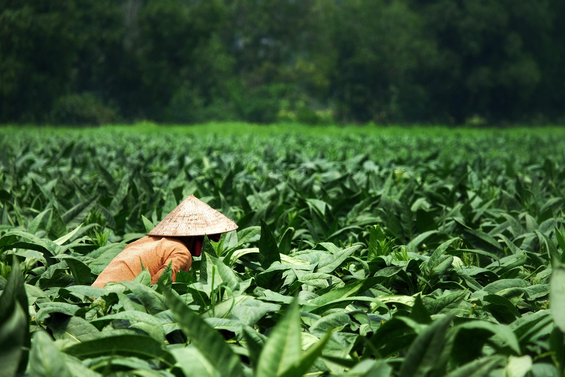 Towards automated weed detection through two-stage semantic segmentation of tobacco and weed pixels in aerial Imagery