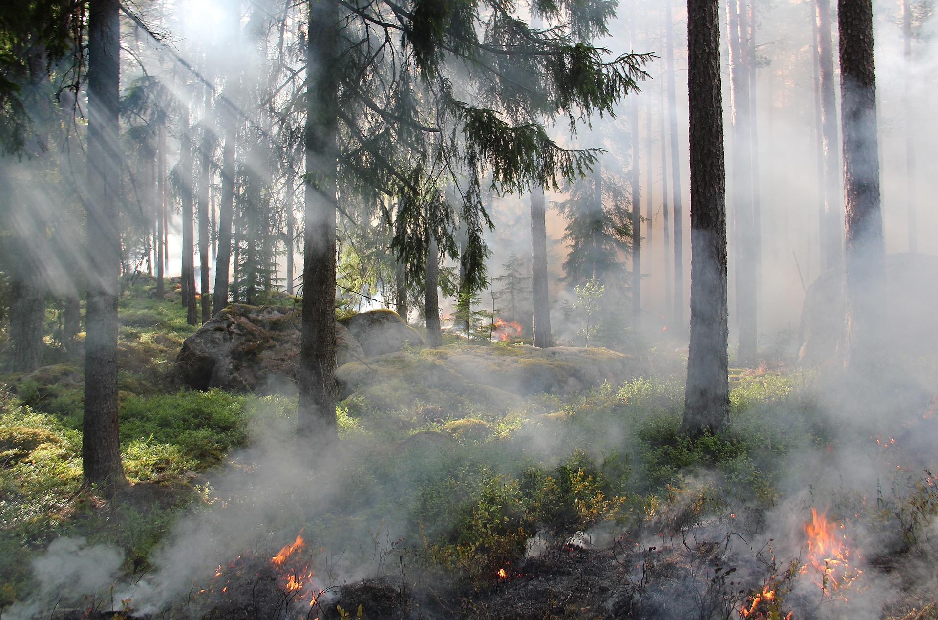 Lightweight Distilled Transformer-Based Vision Framework for Detection of Forest Fire and Smoke in Real-World Scenes